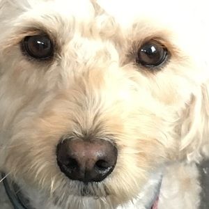 Meet your Posher, Maia